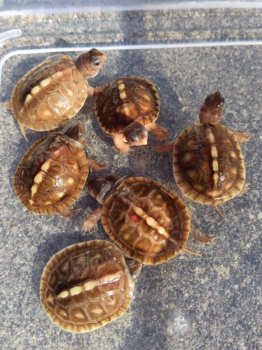 34_wgnc's tweet image. トウブハコガメ2025CBです。
2枚目は他の子とはちょっと違う子達で、今年も生まれて来てくれました。
おそらくt＋アルビノかと思われます。　(^⁠_⁠^)
#トウブハコガメ
#Easternboxturtle 
#Terrapenecarolinacarolina 
#Positivealbino 
#t_plus_albino
#burikura