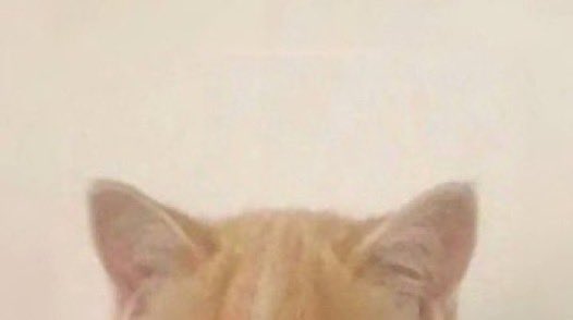 Sungbe3's tweet photo. 🐈‍⬛🐈 https://t.co/IJHJzSZ49T