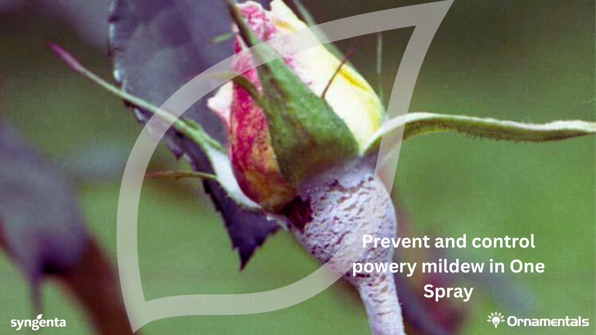 When diseases hit, flexibility matters. Score prevents &amp; controls powdery mildew, rusts, botrytis &amp; leaf spots, keeping crops healthier for longer.  
#PowderyMildew #EveryFlowerCounts