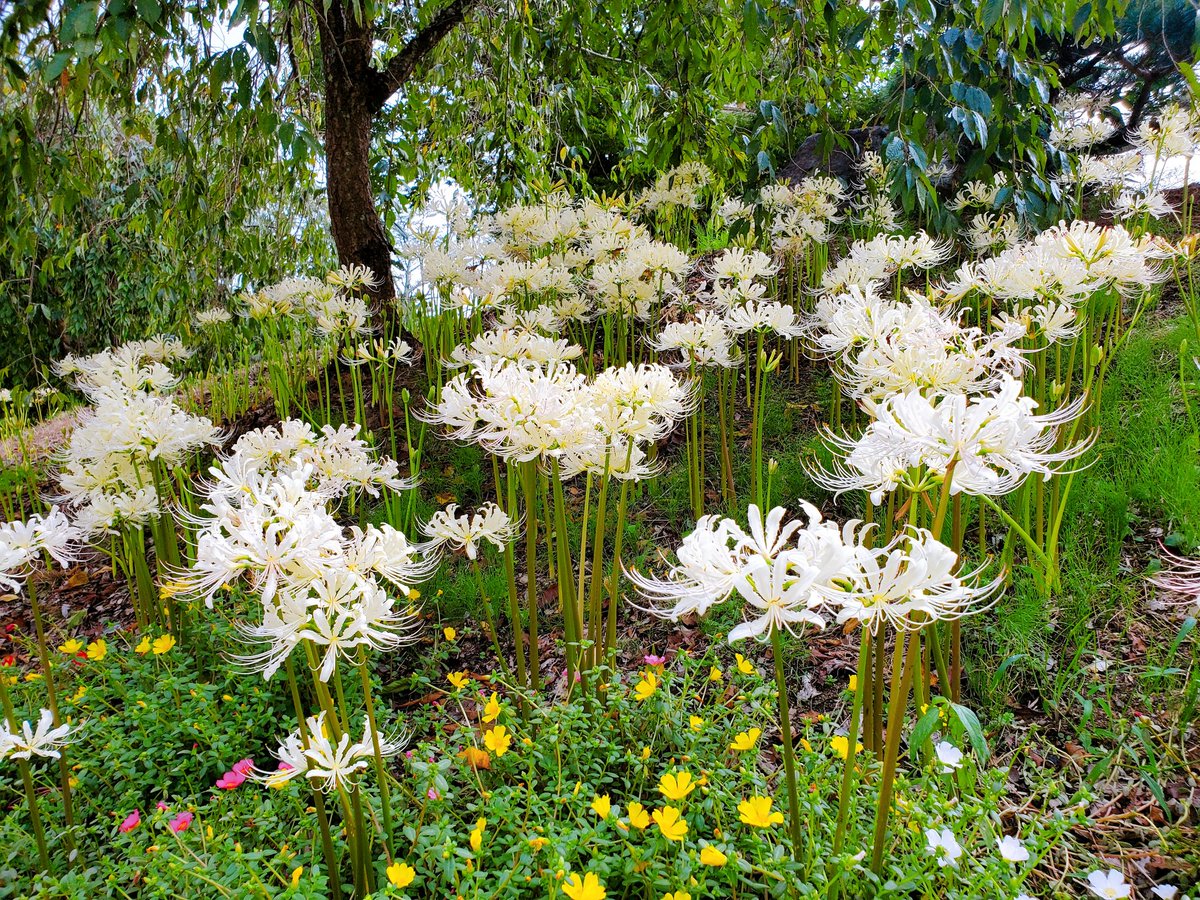 安達ヶ原 安達ヶ原ふるさと村 on X