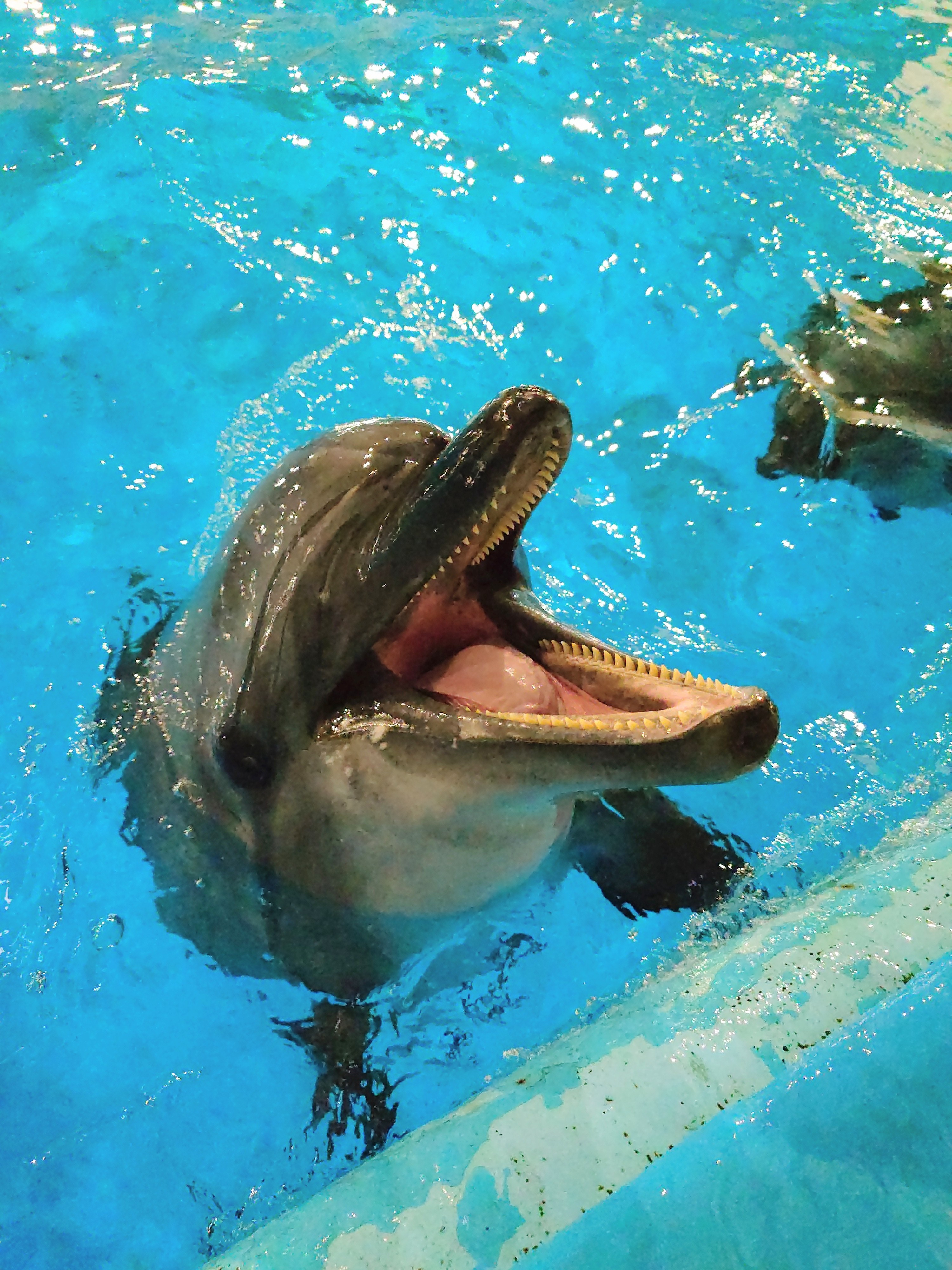 バンドウイルカの牙(歯) アクアワールド茨城県大洗水族館 (@aw_oarai): 