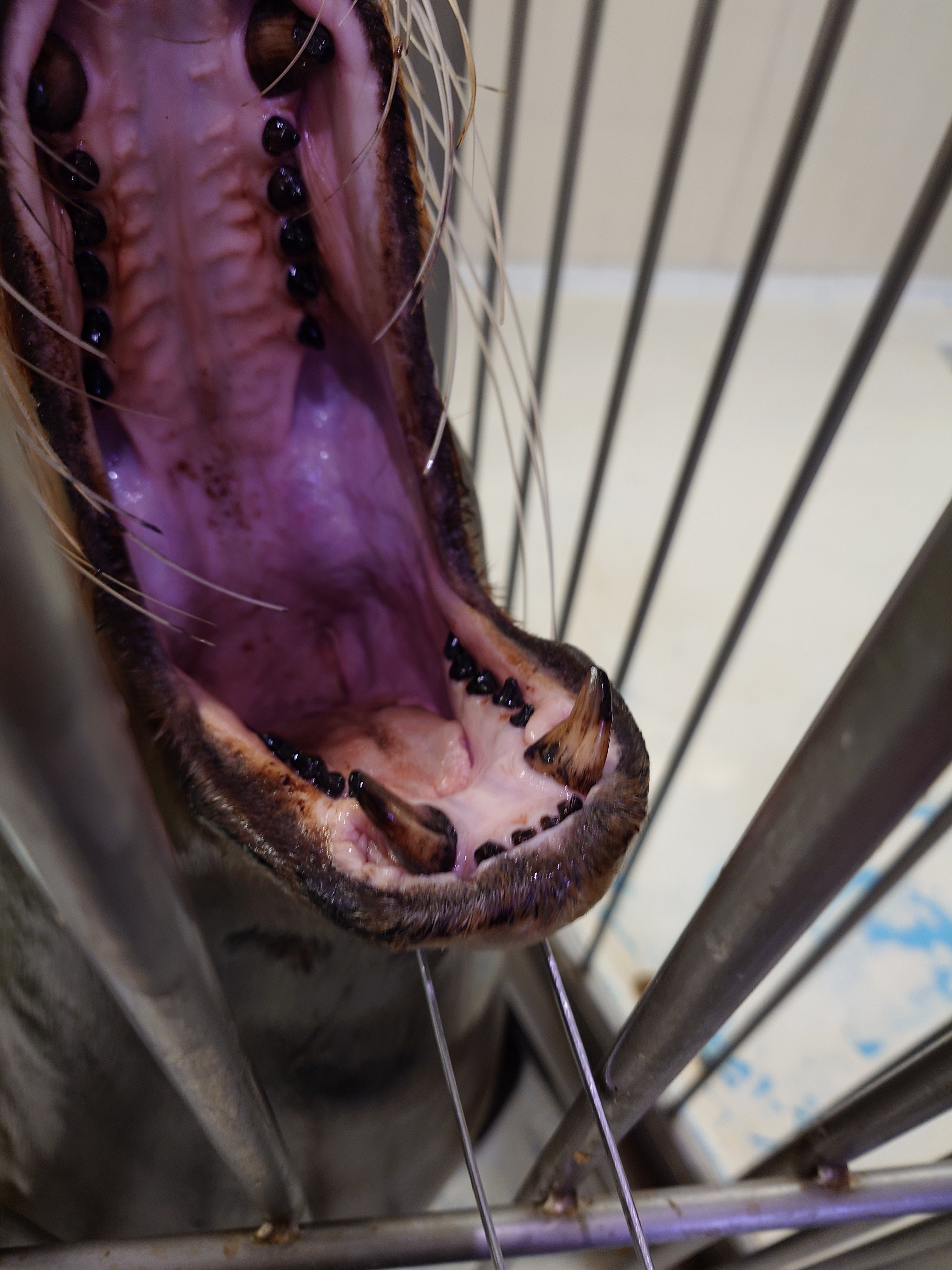 バンドウイルカの牙(歯) アクアワールド茨城県大洗水族館 (@aw_oarai): 