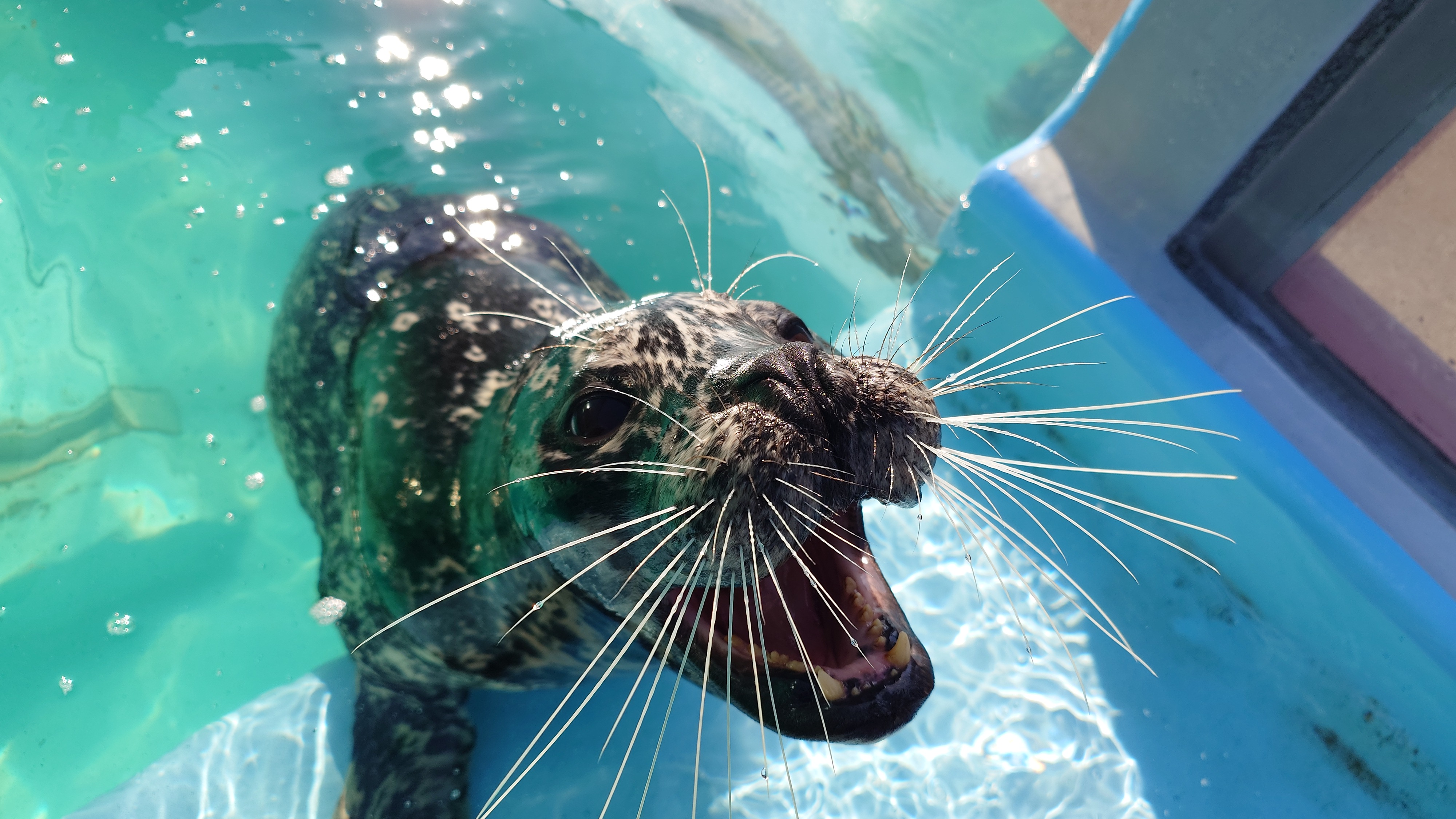 バンドウイルカの牙(歯) バンドウイルカの牙(歯) 虫歯にならないイルカの歯: 歯の百科事典