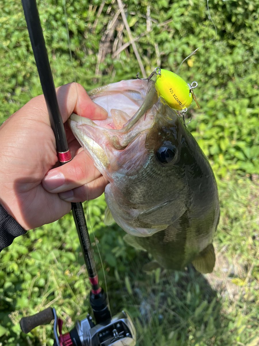 良品】ウォブンロール66MHM セントクロイ 保証書 REALCORE