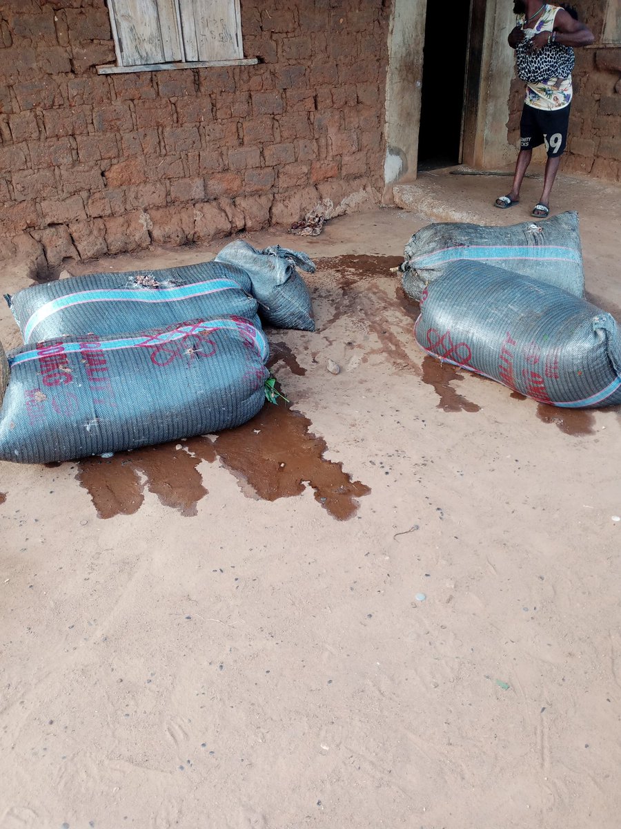 Cocoaworld02's tweet image. Harvest time...... Reward time 
#cocoafarmer
#cocoabusiness