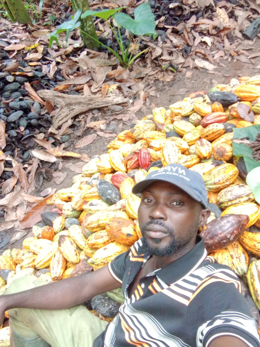 Cocoaworld02's tweet image. Harvest time...... Reward time 
#cocoafarmer
#cocoabusiness