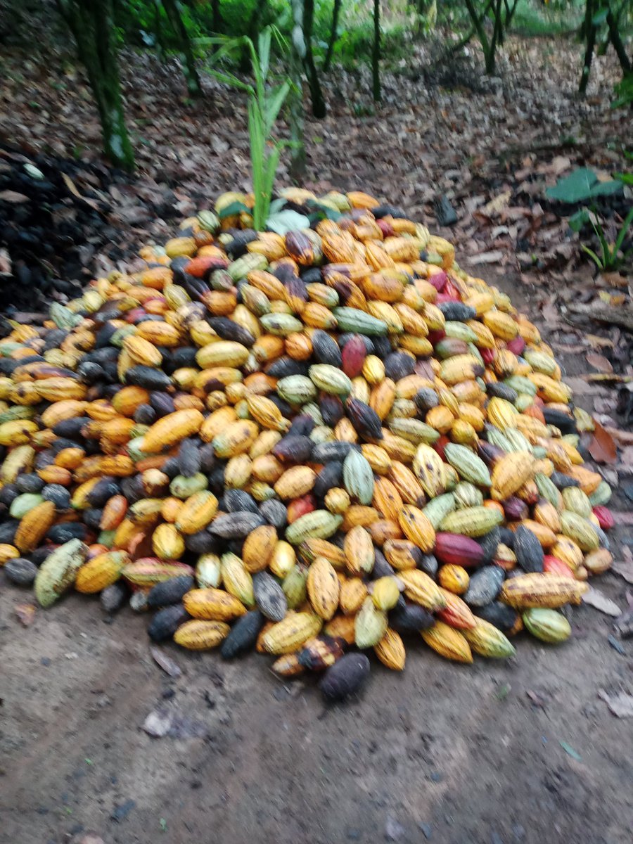 Cocoaworld02's tweet image. Harvest time...... Reward time 
#cocoafarmer
#cocoabusiness