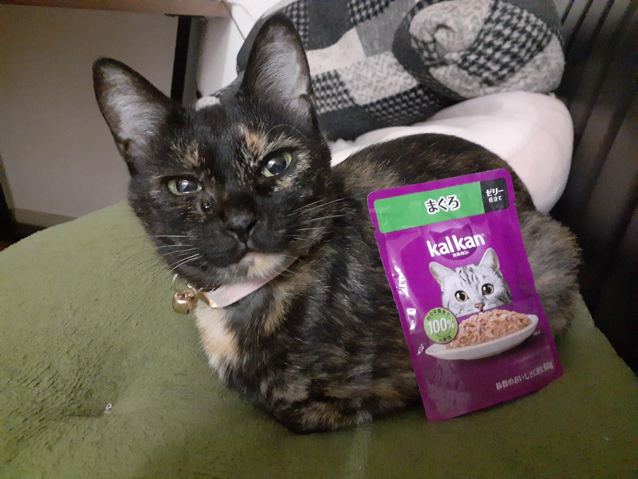 「サビ猫」ポジャギ　けいとたまちゃんです！！！ Sakura loves her boss cat daddy🐈💛 - YouTube