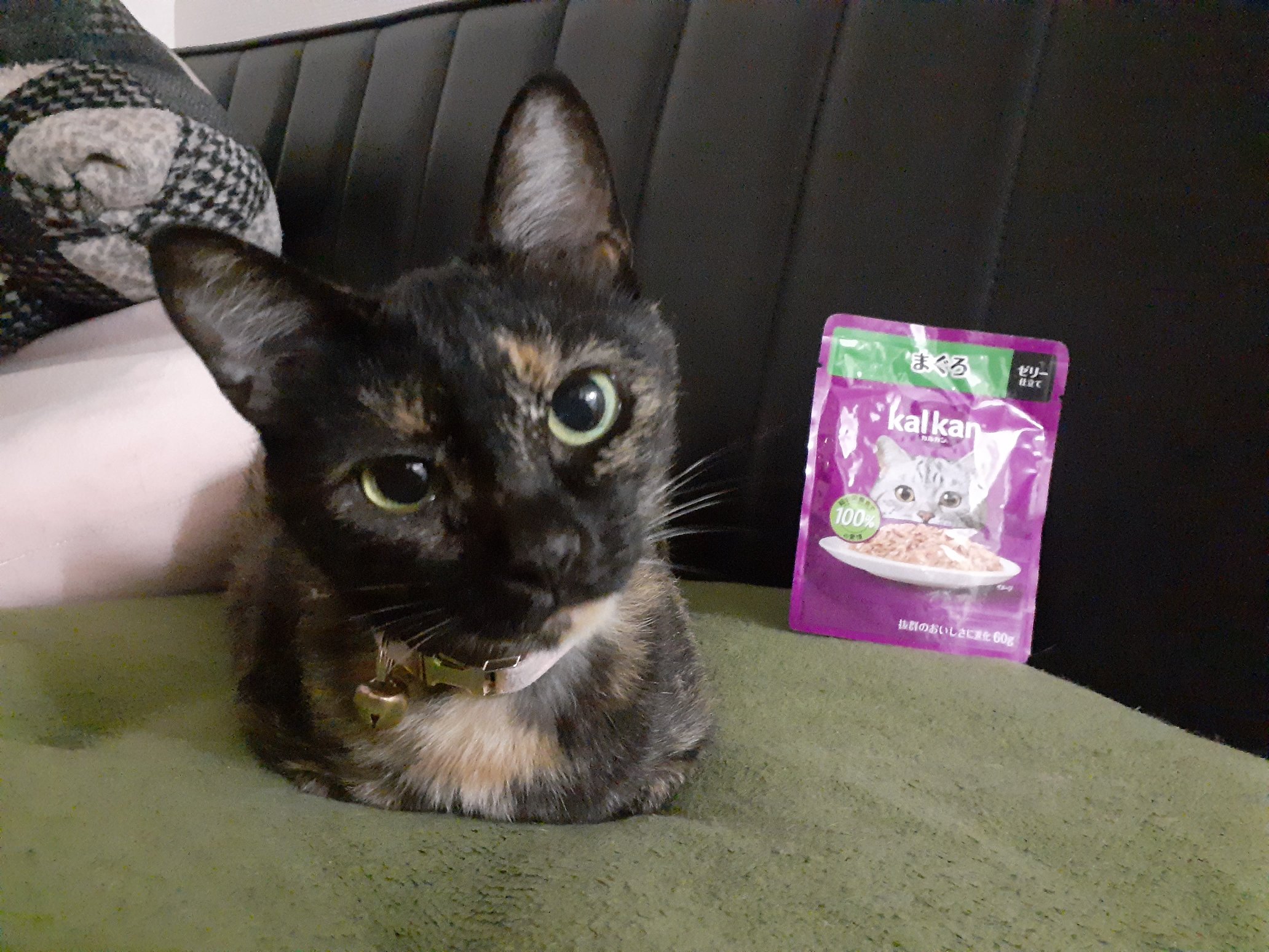 さび🐈‍⬛ on X: 
