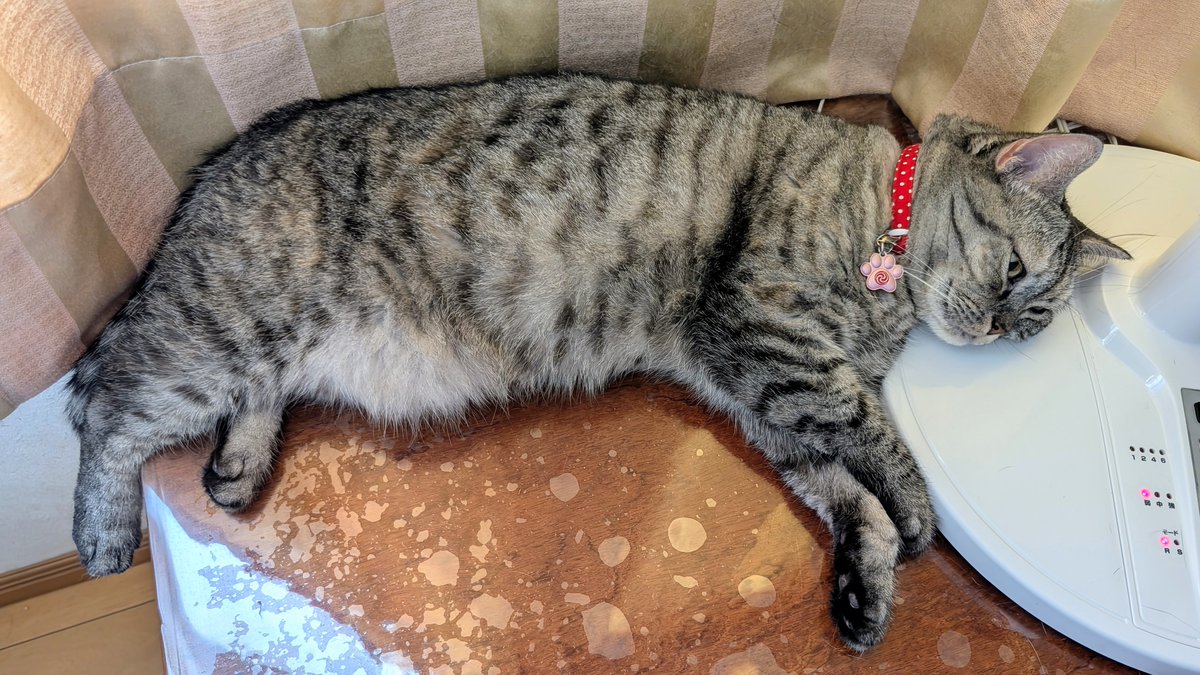 ねこさん⚡(ΦωΦ) (@catnap707) / X