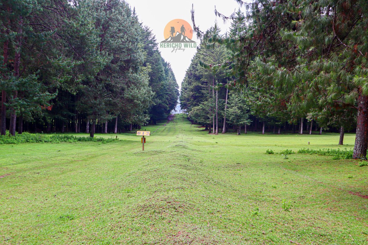 Good morning Adventurous. 

🚨Save the date: 14th Sept!

This forest is waiting for us let’s go breathe its fresh air and wander its quiet paths.

Have a Blessed Sunday. Keep Safe🙏🏽