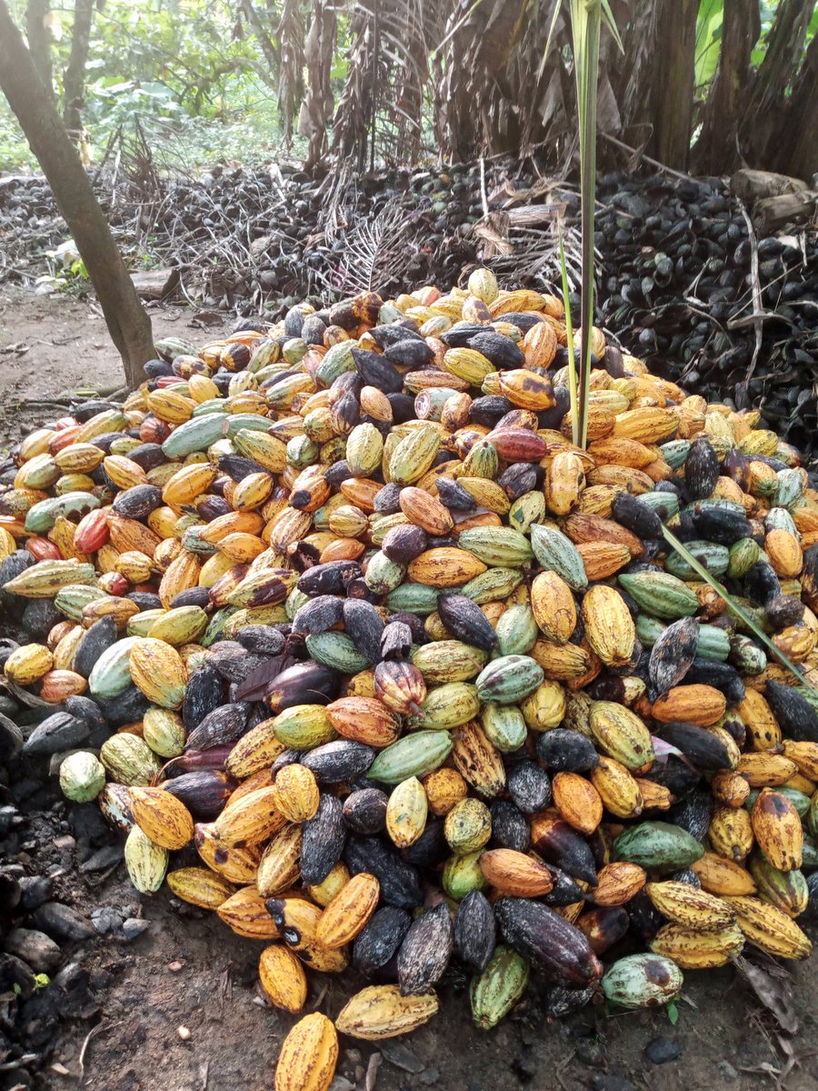 Cocoaworld02's tweet image. Invest in cocoa business today this can be your retirement plan .....even your children will be glad you do that.
#cocoafarmer
#cocoabusiness