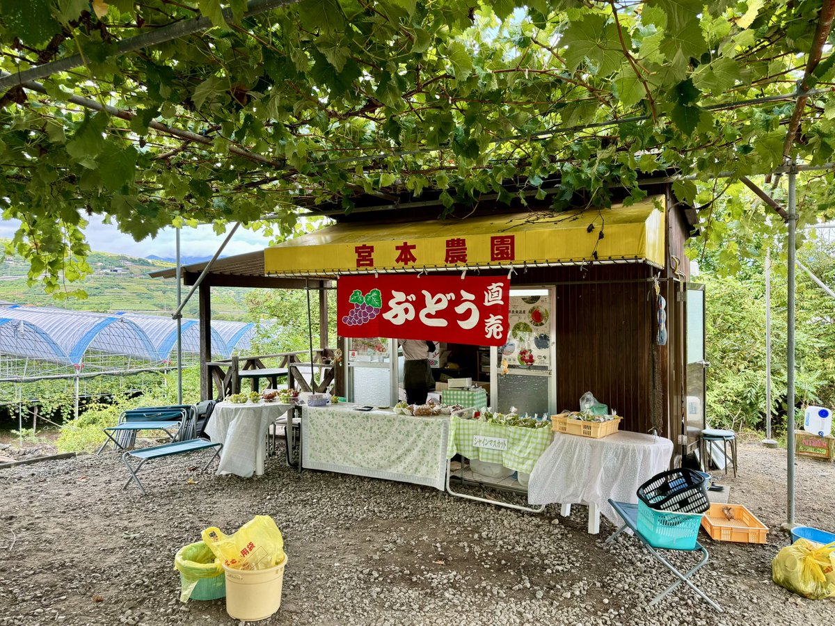 今年も宮本農園さんで
葡萄の仕入れができました

【ダンボール5箱分】
クイーンニーナ・サンシャインレッド
ジュエルマスカット・シャインブラック
シャインマスカットの５品種

(｢･ω･)｢やっぴー