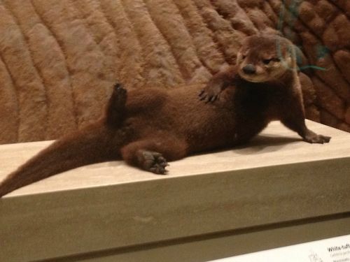 Draw me like one of your french otters...