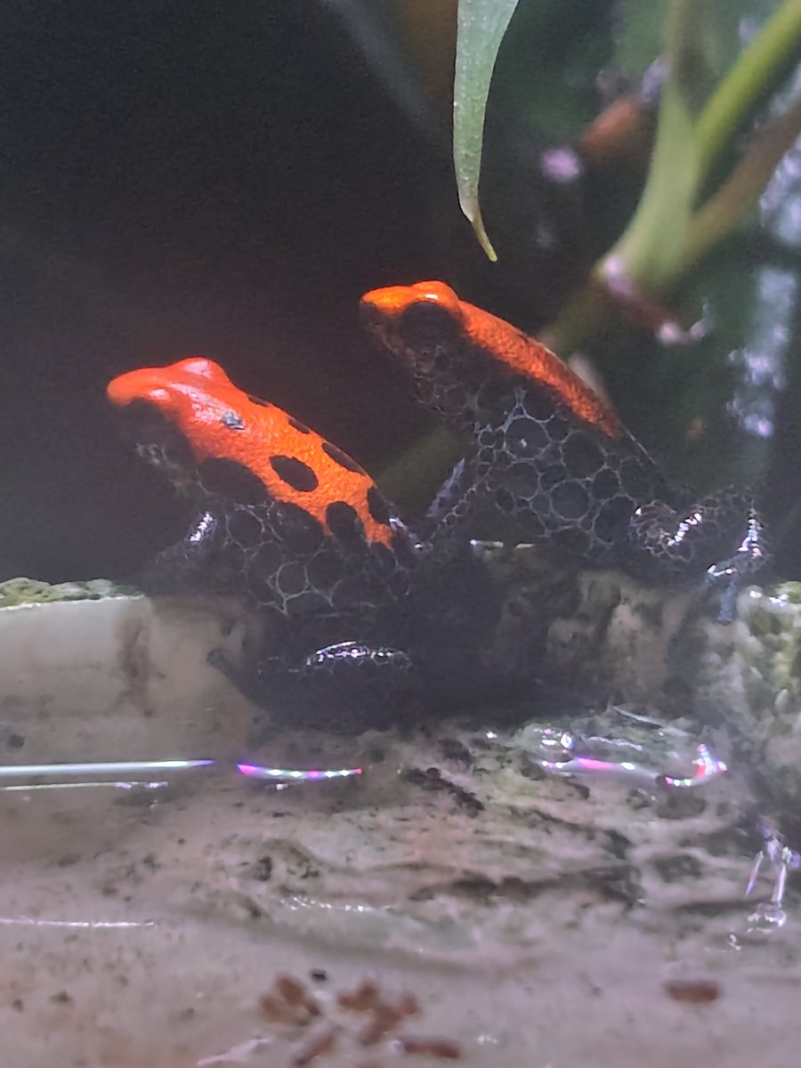 とんぶり市まで１ヶ月を切りました。
写真はレティキュラータの親個体です。
この子たちの仔は少し若いですが、とんぶり市に連れて行きたいと思っています。　
※とんぶり市のみの出展となります。
#burikura