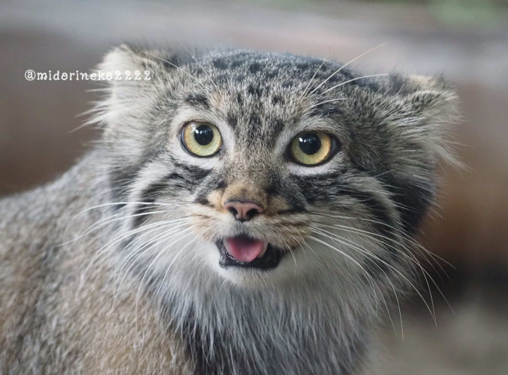yuka様　①ワインレッド　緑　おてて横　ねこ耳に変更 yuka様 ①ワインレッド 緑 おてて横 ねこ耳に変更 緑猫