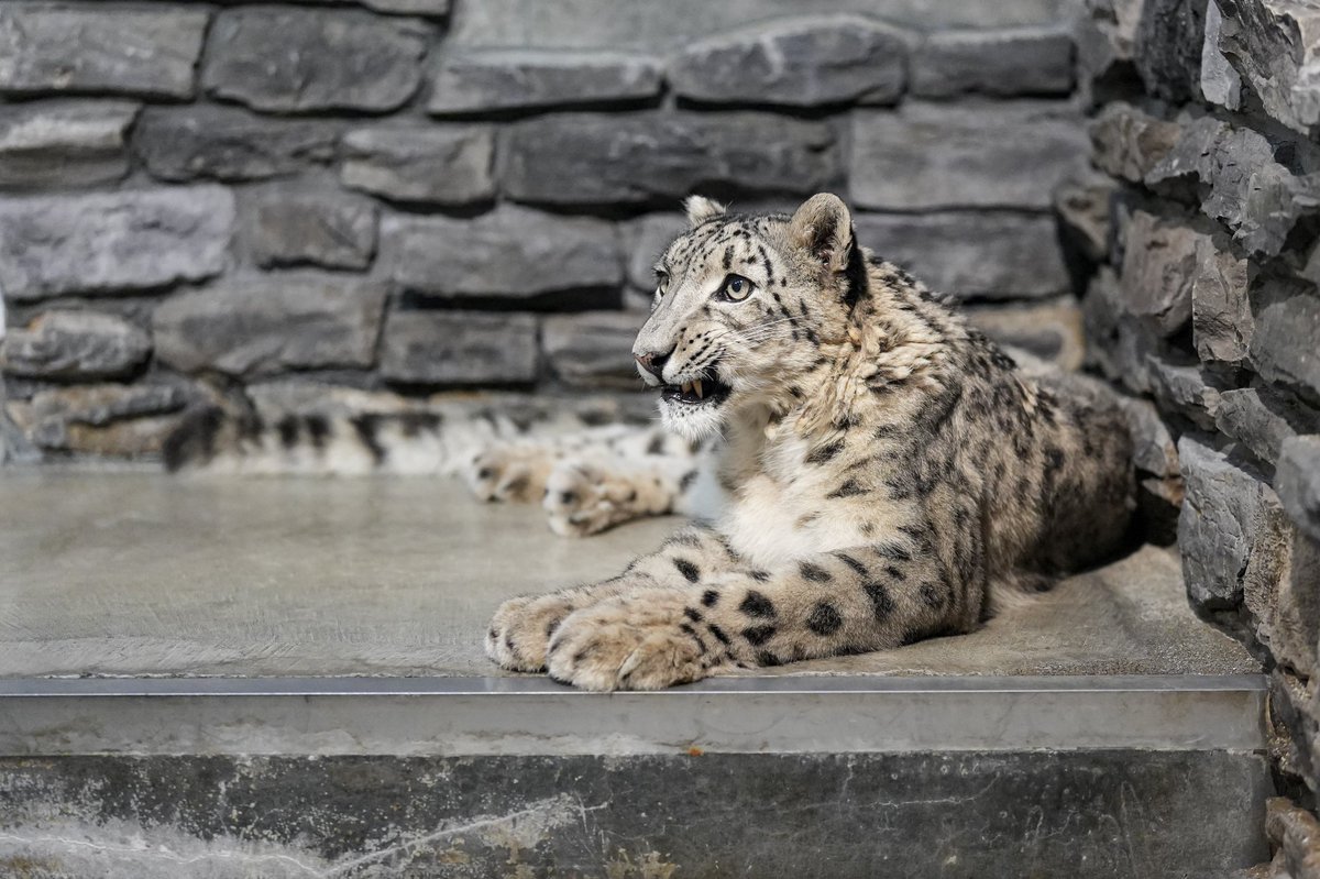 ririka様 ユキヒョウ 全長214cm 国際希少野生動植物種登録票付 rika on X