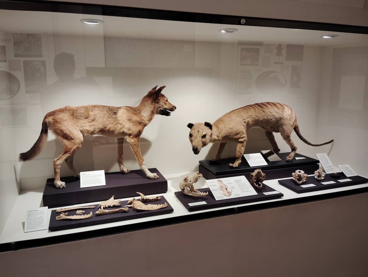 90年前に最後の一頭のフクロオオカミ（タスマニアタイガー）が亡くなっ