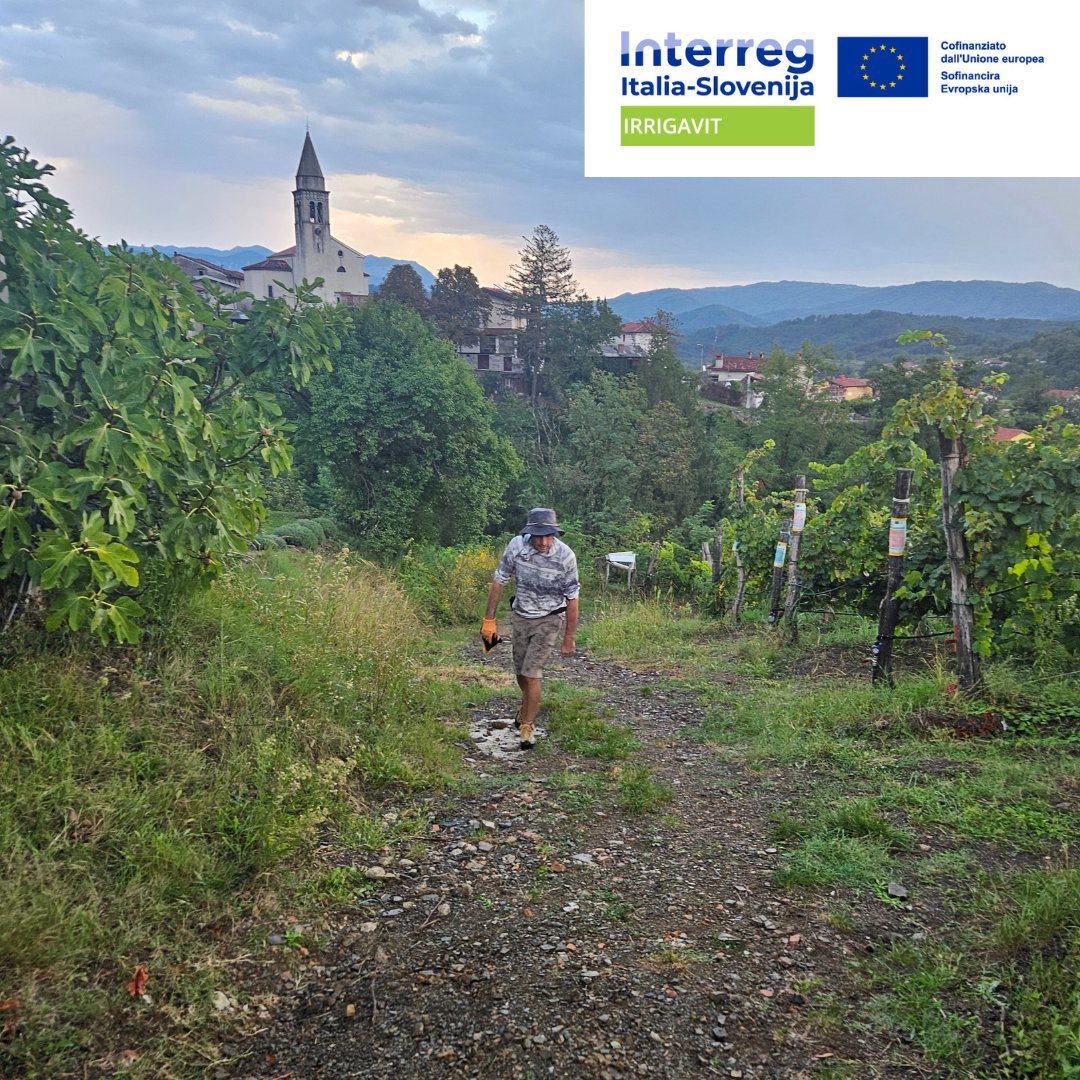 irrigavit's tweet photo. 🍇 rgatev sorte Pinela v Vipavski dolini v okviru projekta @InterregITASLO  IRRIGAVIT za bolj trajnostno vinogradništvo. Preverite, kaj razvijamo!
 👇👇https://t.co/6YHvE8YUCI https://t.co/jkgUaBvv1j