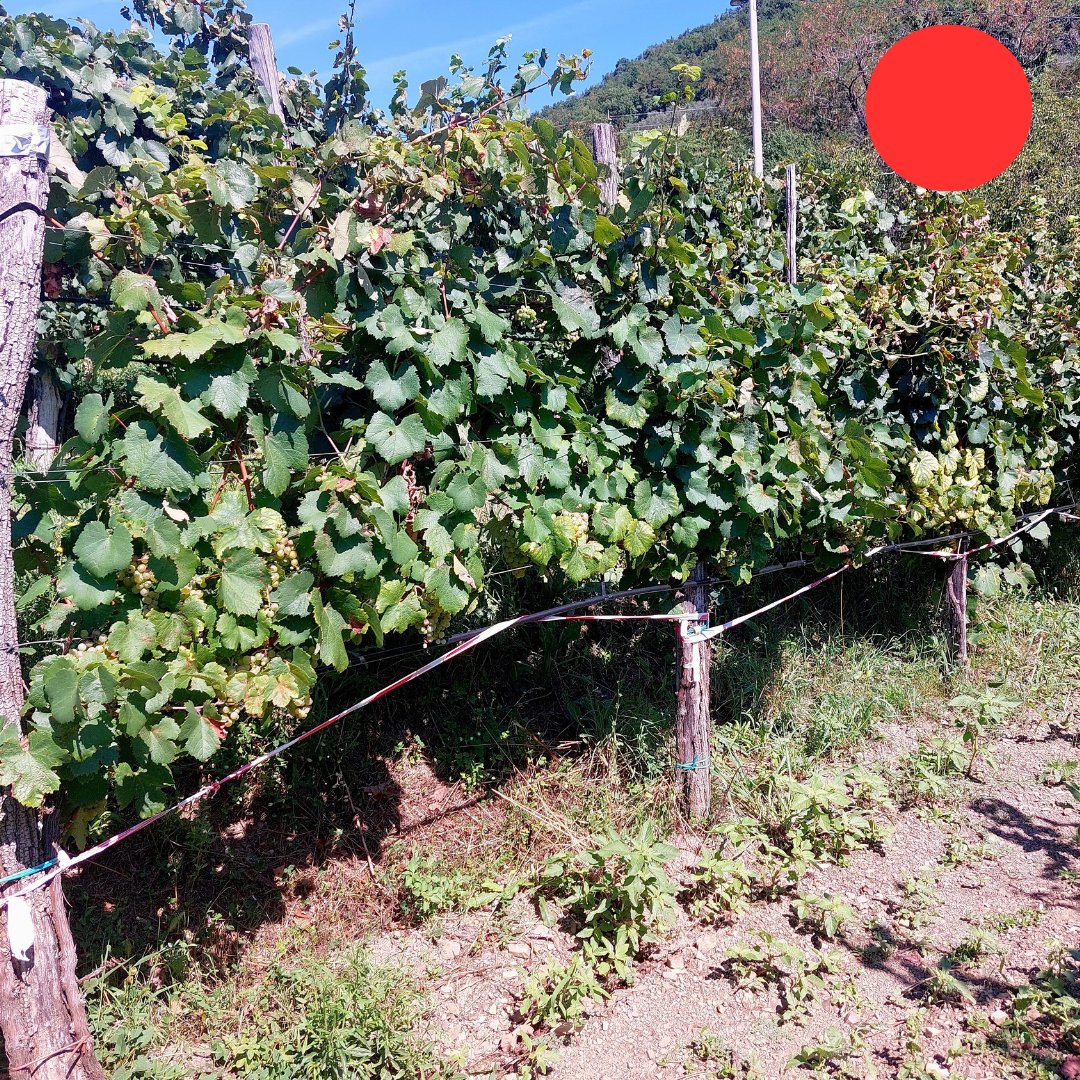 irrigavit's tweet photo. 🍇 La sperimentazione continua anche oltreconfine! In Slovenia abbiamo raccolto la Pinela nel cuore della Vipavska dolina, testando soluzioni innovative per una viticoltura più sostenibile. Scopri cosa stiamo facendo con il progetto IRRIGAVIT!https://t.co/GGez99Musv
 👇👇 https://t.co/8Vf7BHjGud