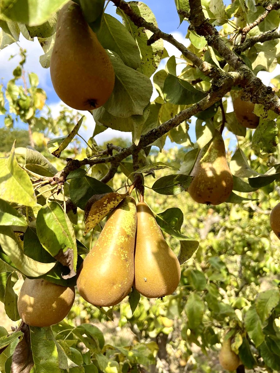 AndrewOpera's tweet image. Ready to be picked and eaten 😋 #Pears #Fruit