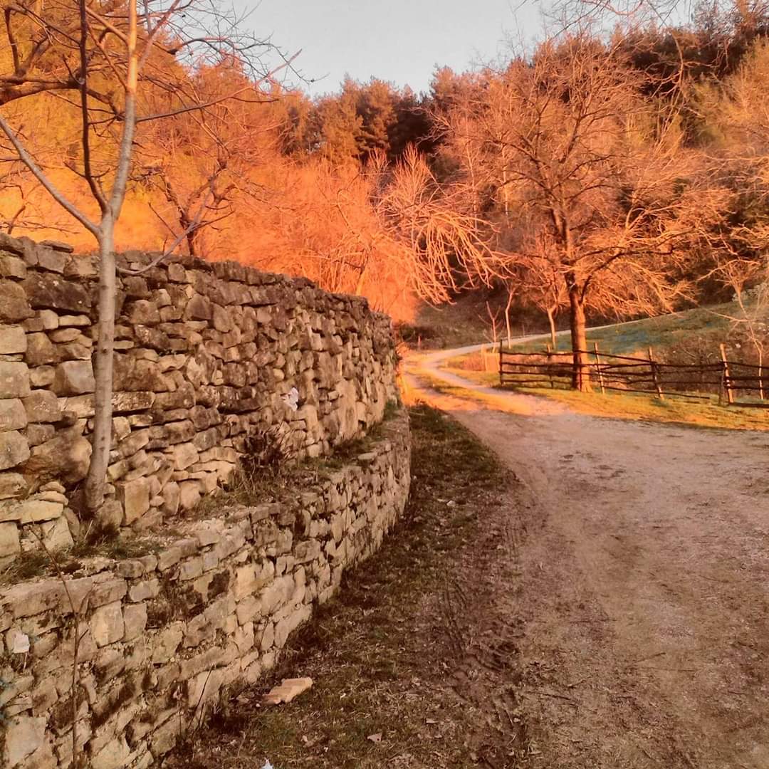 Ayşe AK tweet media