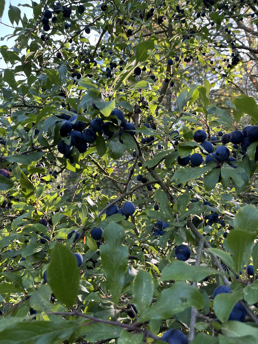 DJR2776's tweet photo. Bumper crops of Damson’s. 
Gin done. Jam on the boil..
#norfolk
#gin
#jam
#damson https://t.co/l3ma61qv9c