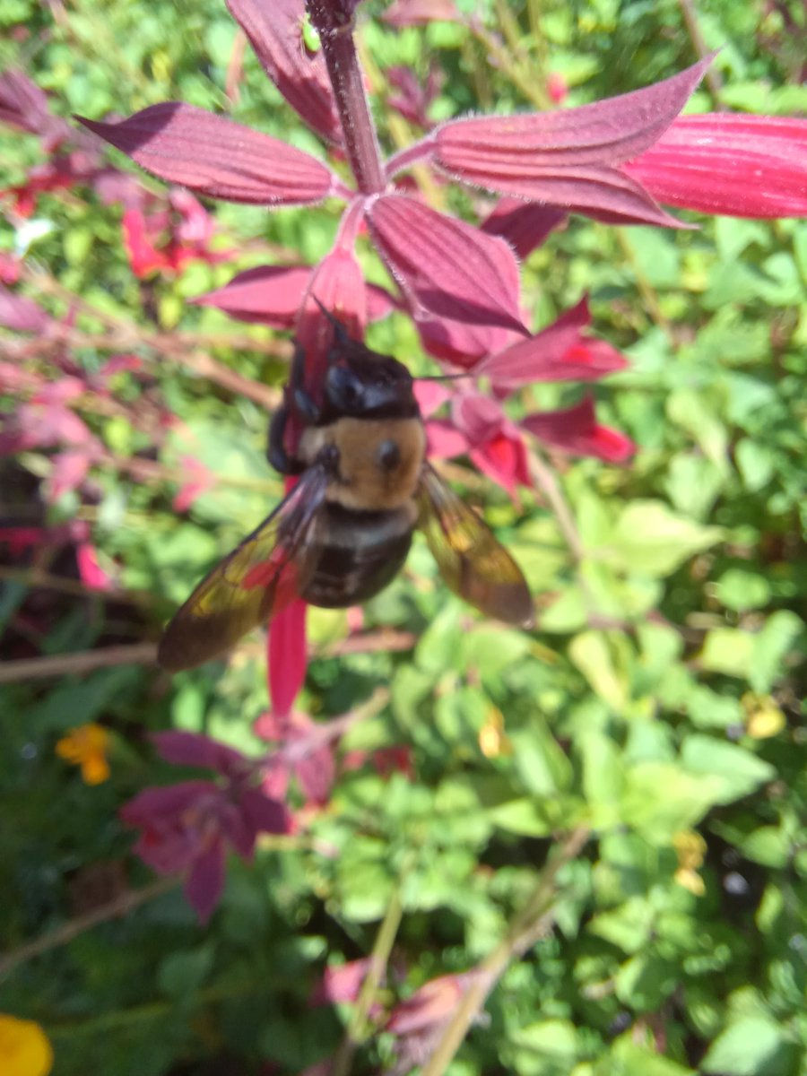 crapybara_king's tweet photo. Carpenter bees cutting holes in the flowers because they're too big to get to the pollen, now none of the pollinators are going into the flower...no one wants to work these days... https://t.co/5DbQrBAc8i
