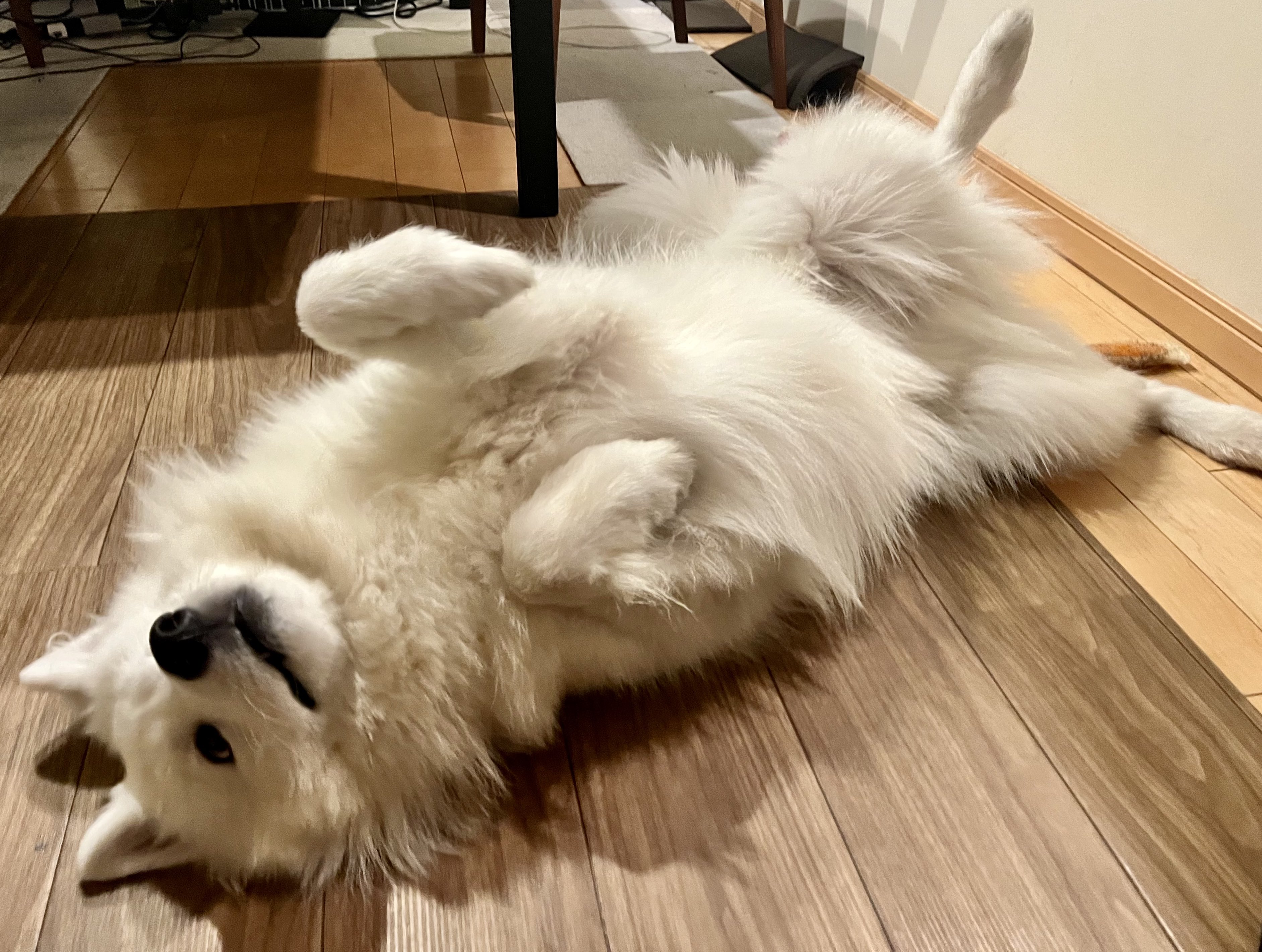 サモエド samoyed Wiggle Brown 新品未使用 マシュ🐻‍❄️サモエド on X: 