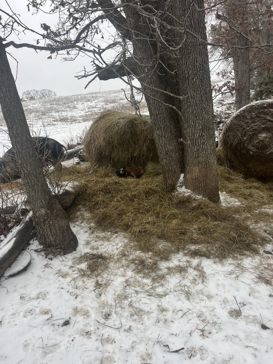 MikePatton50's tweet photo. @VanceCrowe @farmerbobnwmo We 8 sows that run timber and farrow in the brush unassisted for the most part https://t.co/cqVMBOKbts