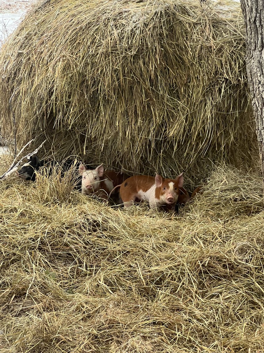 MikePatton50's tweet photo. @VanceCrowe @farmerbobnwmo We 8 sows that run timber and farrow in the brush unassisted for the most part https://t.co/cqVMBOKbts