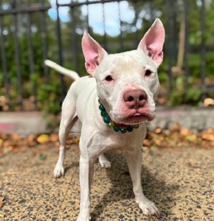 Morgan Fairchild's Dogs (@morgfairsdogs) on Twitter photo Niko has been removed from the kill list and is back in adoptions. 
Please continue sharing him until rescued or adopted. 
According to his notes, he is scheduled for hernia surgery at offside vet. Niko has been removed from the kill list and is back in adoptions. 
Please continue sharing him until rescued or adopted. 
According to his notes, he is scheduled for hernia surgery at offside vet.