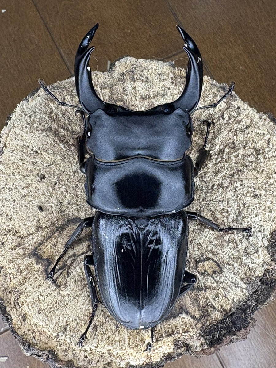 クロスジオオクワガタコガネ 特大 世界のクワガタ、コガネ、カブト専門AtoZ