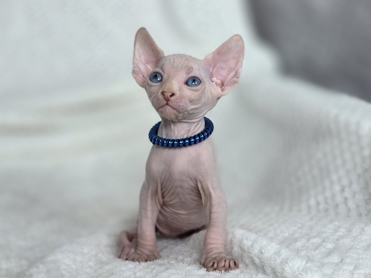 Это Тео... кхм.. хотя вы, наверное, уже и сами его узнали 🎐🎐