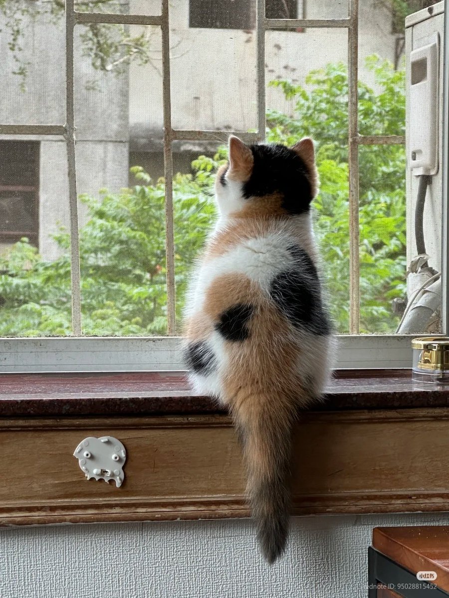 nocontextscats's tweet photo. Hi there https://t.co/0l9IxGiVd9