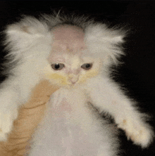 we're gonna have to shave Miss Noodle shes gonna look so stupid omg shaved cats look so silly