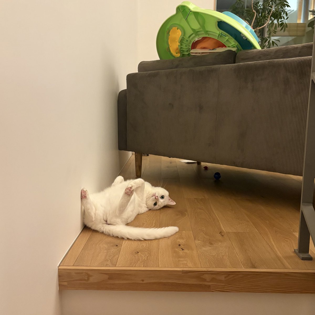 おやもち

ひっくりがえり