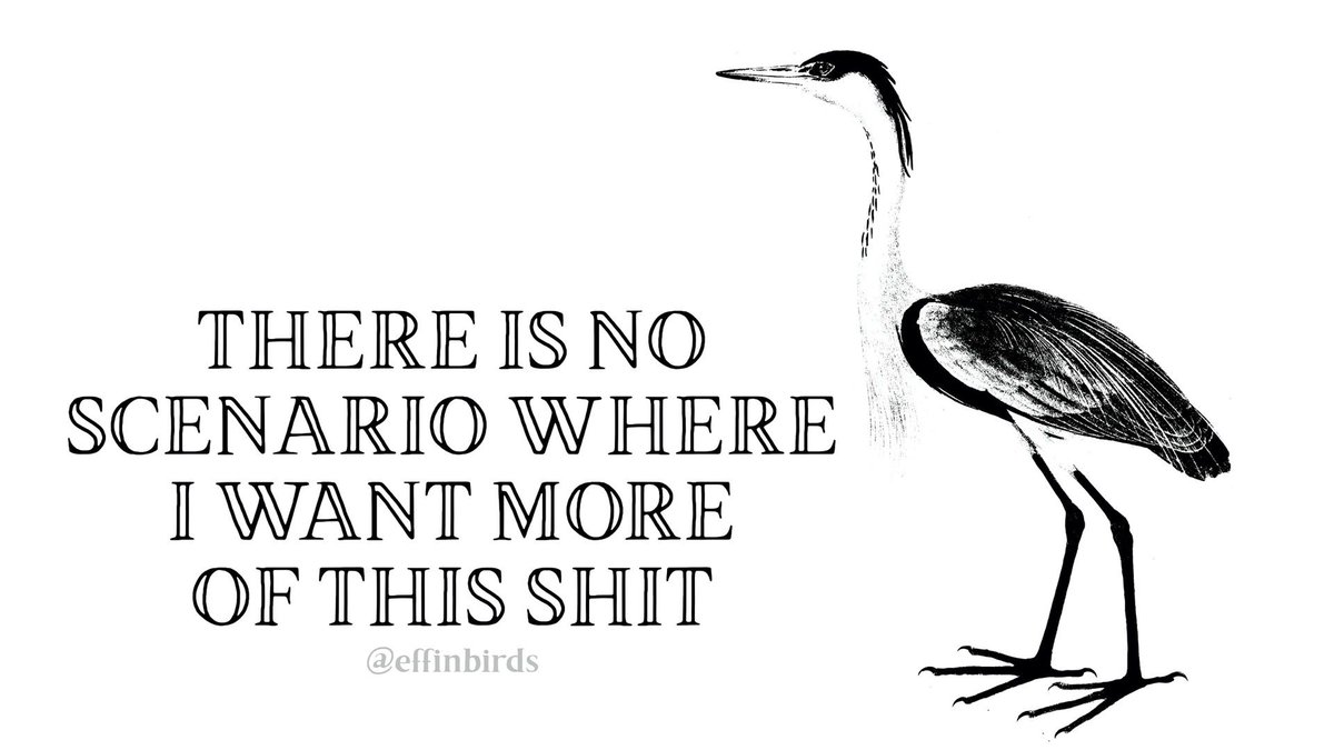 Effin' Birds tweet media