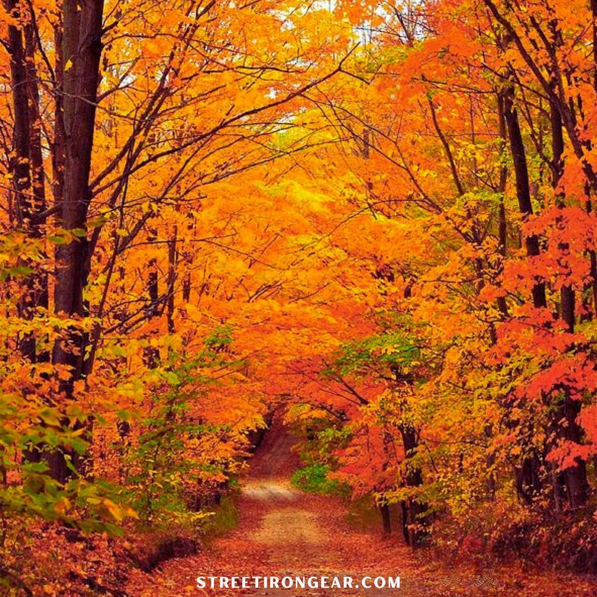 StreetIronGear's tweet image. Fall Riding Series: Riding into a postcard on Michigan&apos;s Tunnel of Trees. M-119 is a fall foliage masterpiece. Pure magic. 🍂 #TunnelOfTrees #MichiganRiding #FallFoliage #StreetIronGear