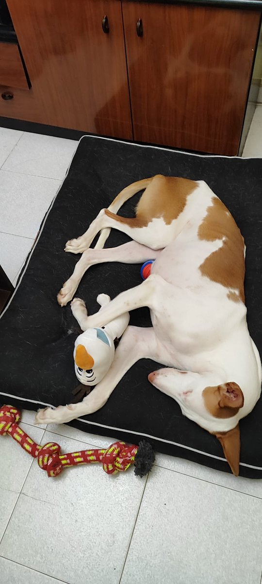 𝓛𝓸𝓻𝓮𝓷𝔂𝔁 ⋆˚✿˖° 𐙚 ₊ ⊹ ♡🪷 tweet media