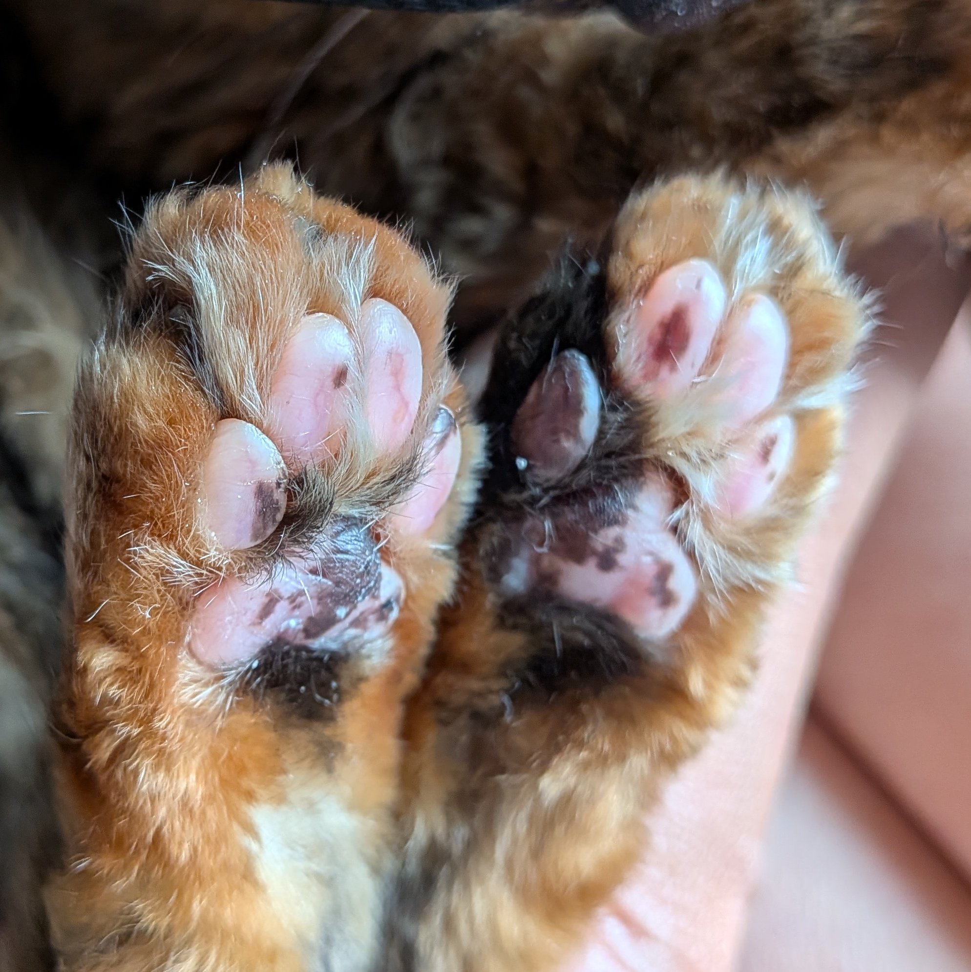ねこ🏳️‍🌈 on X: 