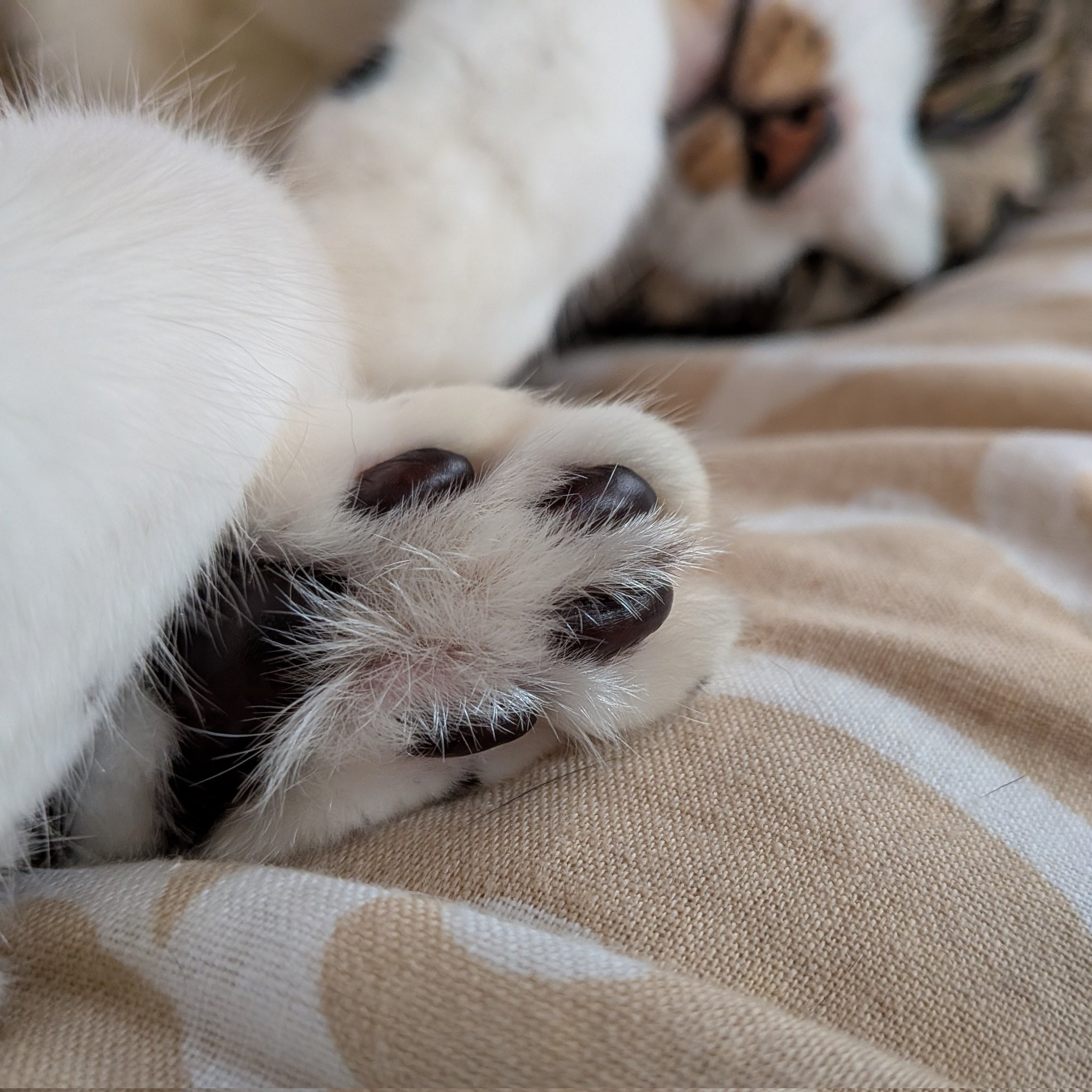 ねこ♡L あずねこ@7N4NXK / ちばYH27 on X: 