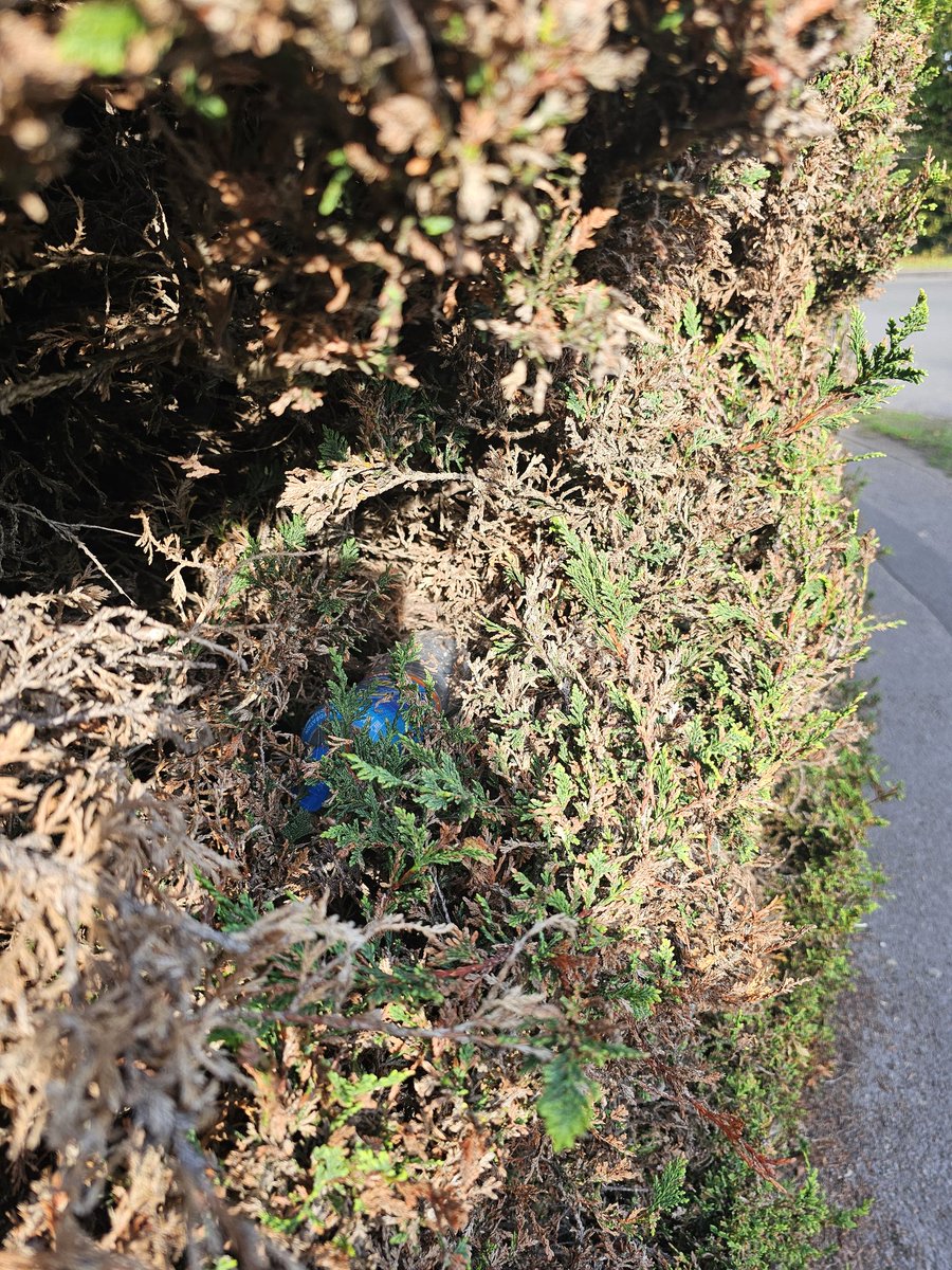 <a href="/startedabin/">Started a bin</a> its a new hedge bin! 

<a href="/AylesburyWombl1/">Aylesbury Wombles</a>