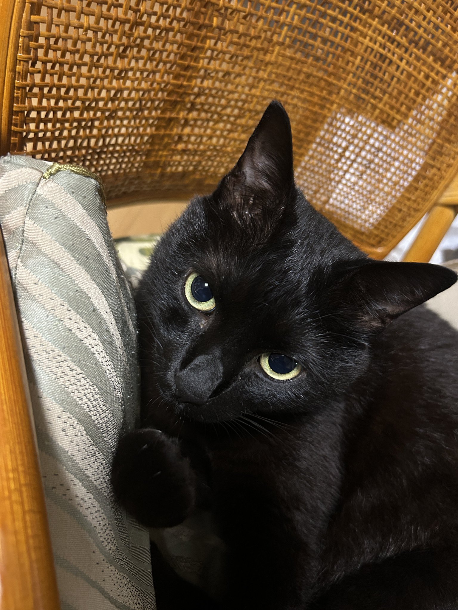 くろ　ねこ　 🐈‍⬛ 最近、バスケットがお好き✨🧺 ・ ・ ・ Basket Girl
