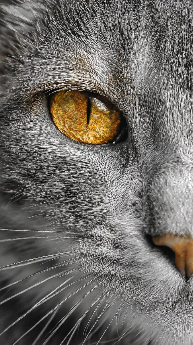 Epic Animals (@epicanimalsx) on Twitter photo 