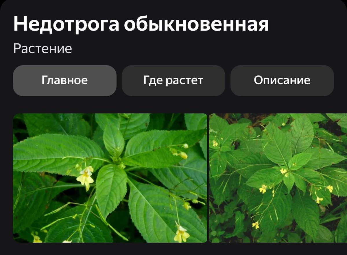 zaeblonda's tweet image. я не заносчивая высокомерная пизда, а