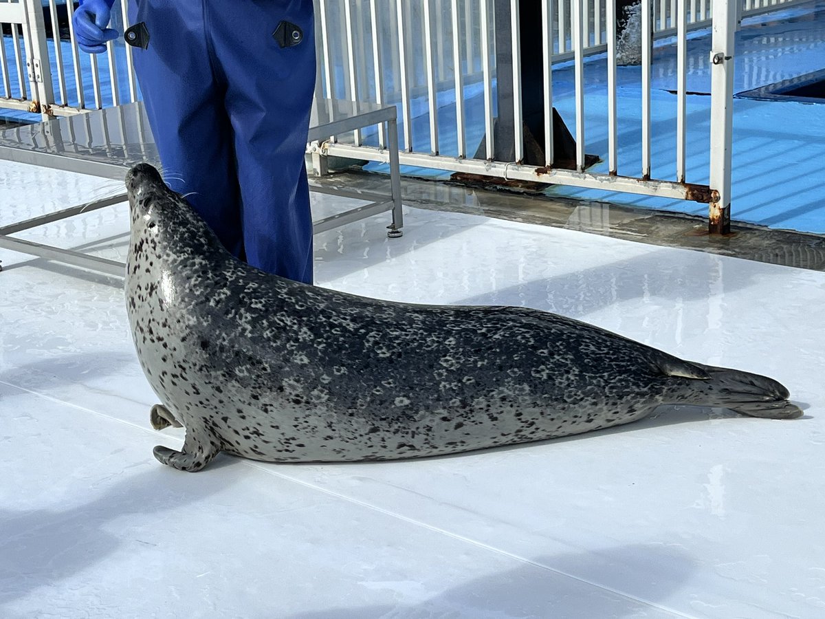 アザラシ SHIORI on X: 