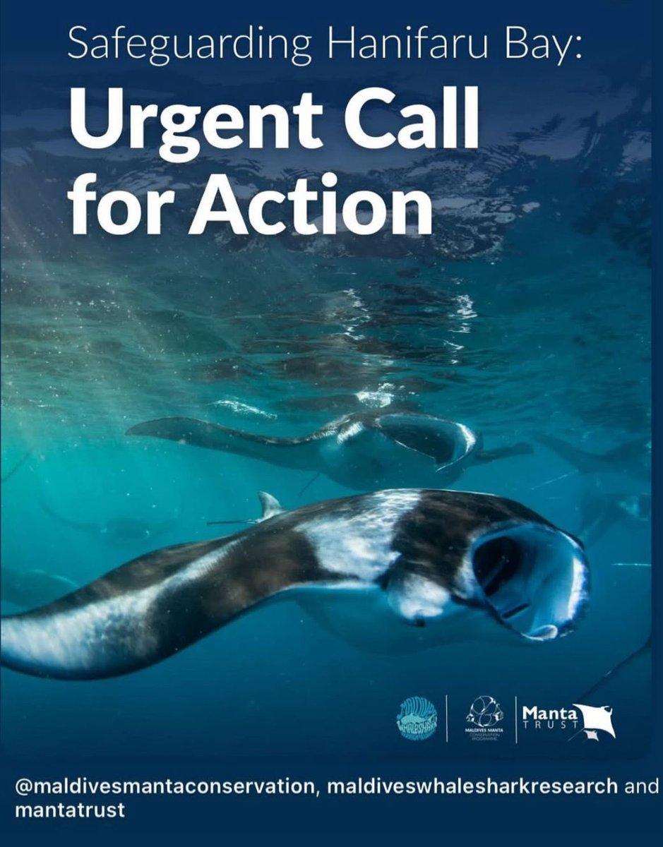 I’m sure the people of Dhonfanu would earn more by keeping Hanifaru Bay — now a globally famous tourist hotspot — undisturbed, rather than risk damaging it with this proposed dredging.