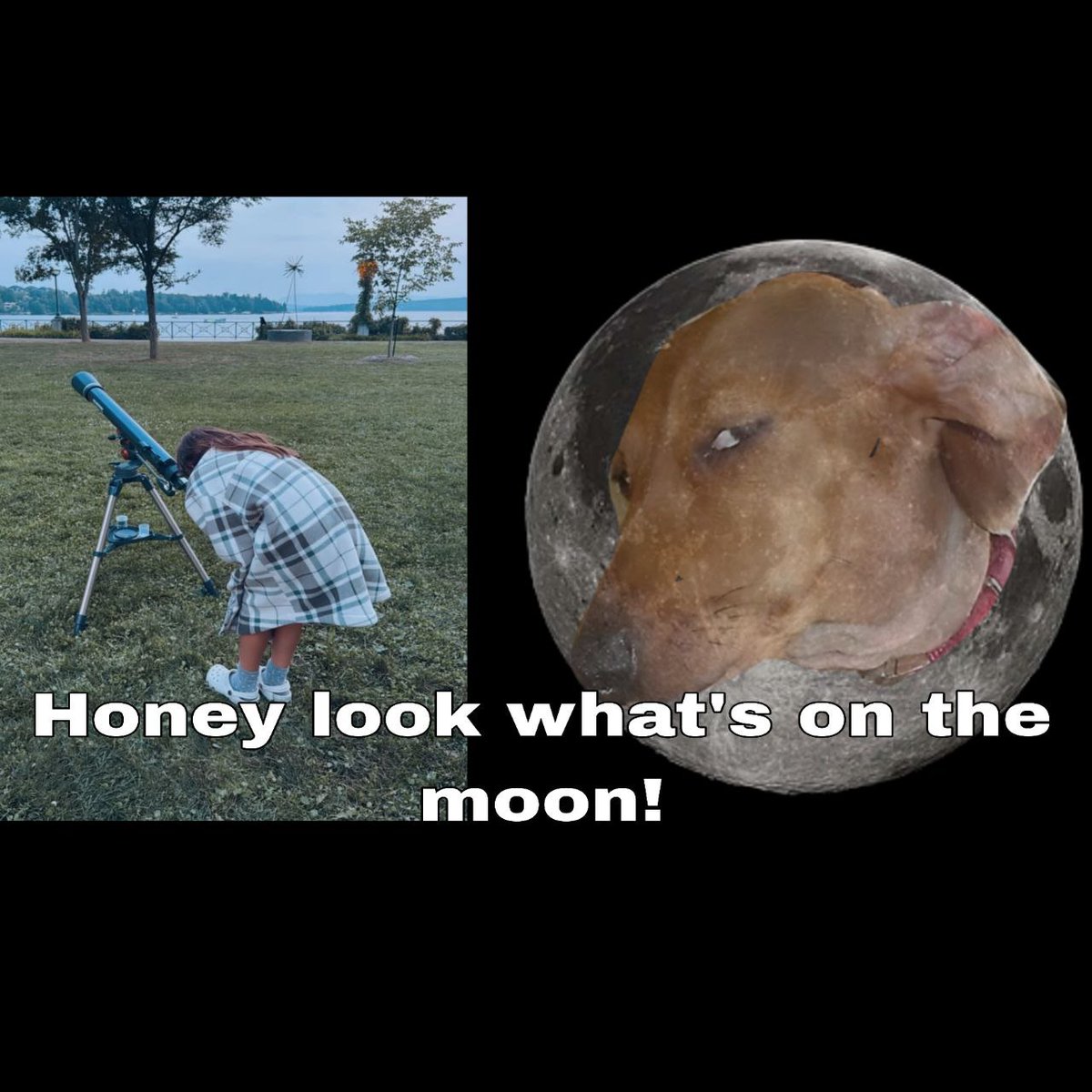 Sus Dog (@smellingyoursus) on Twitter photo <a href="/grizzle_art/">Grizz</a> <a href="/basilda_a/">Anna (🌍☮️/acc)</a> Oh no please not the astronomy stuff <a href="/grizzle_art/">Grizz</a> <a href="/basilda_a/">Anna (🌍☮️/acc)</a> Oh no please not the astronomy stuff