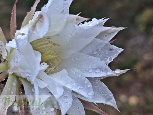 Lobivia ancistrophora